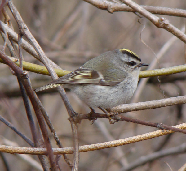 Golden-crowned Kinglet.... Photo by Ethan Gyllenhaal.