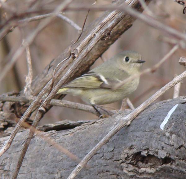 Ruby-crowned Kinglet.... Photo by Ethan Gyllenhaal