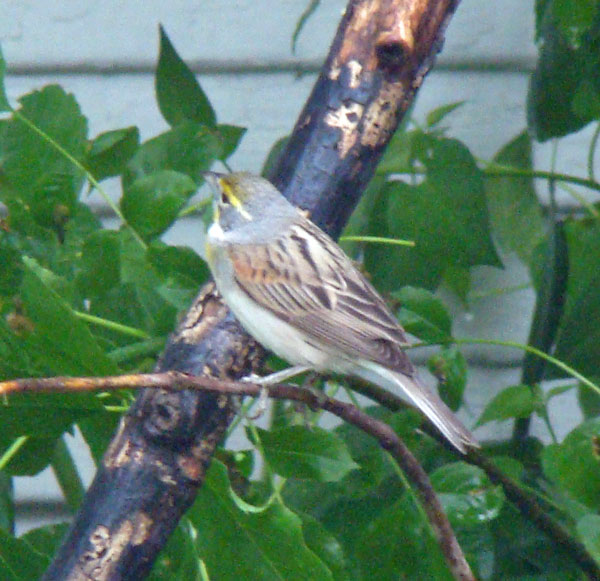The Dickcissel back reminds me of a House Sparrow's back, but the yellow on the eye stripe and the gray coloring on its half-turned neck give it away.